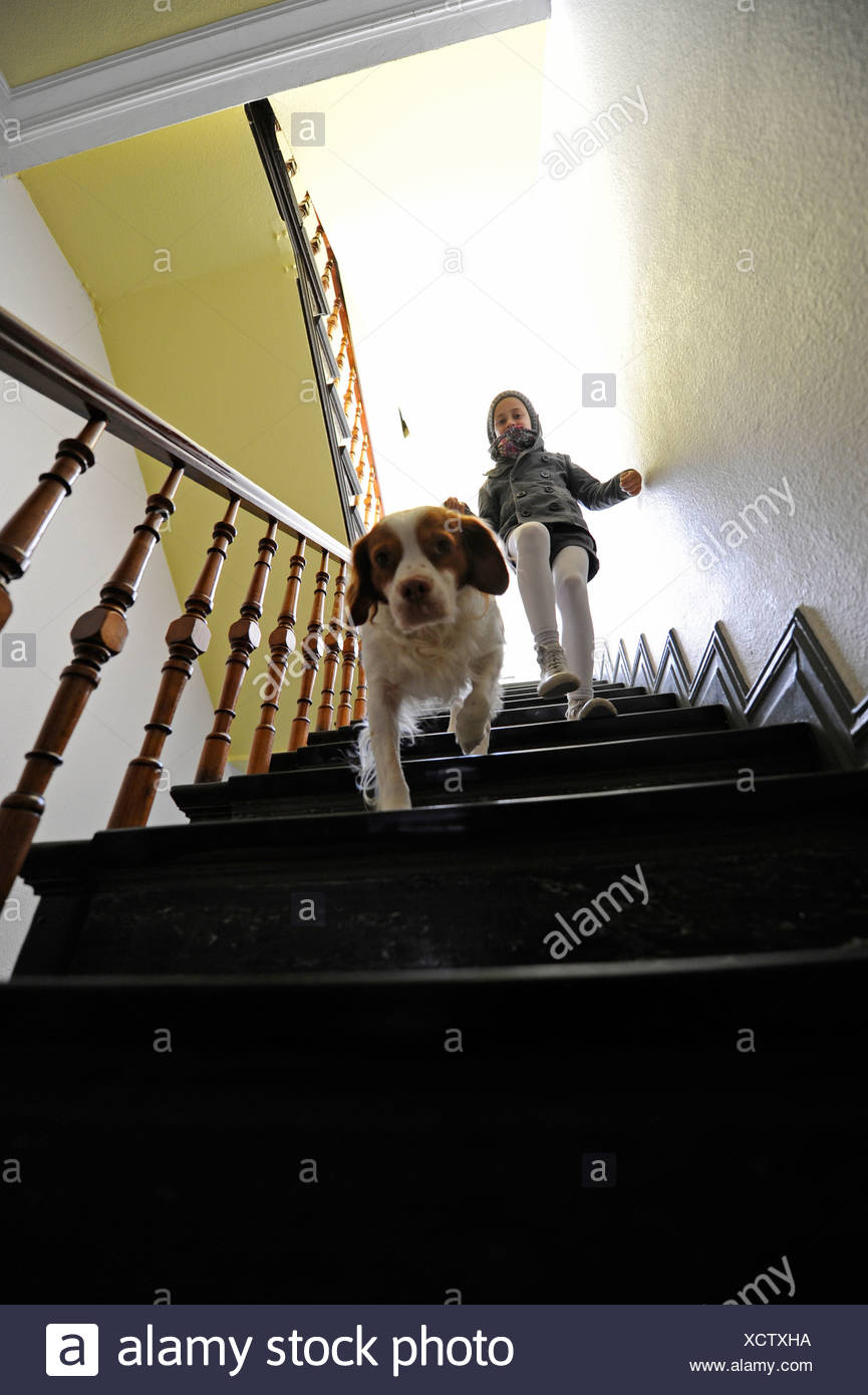 dog walking down stairs