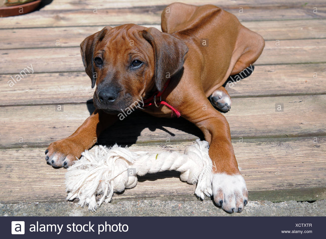 Playing Rhodesian Ridgeback High Resolution Stock Photography And Images Alamy