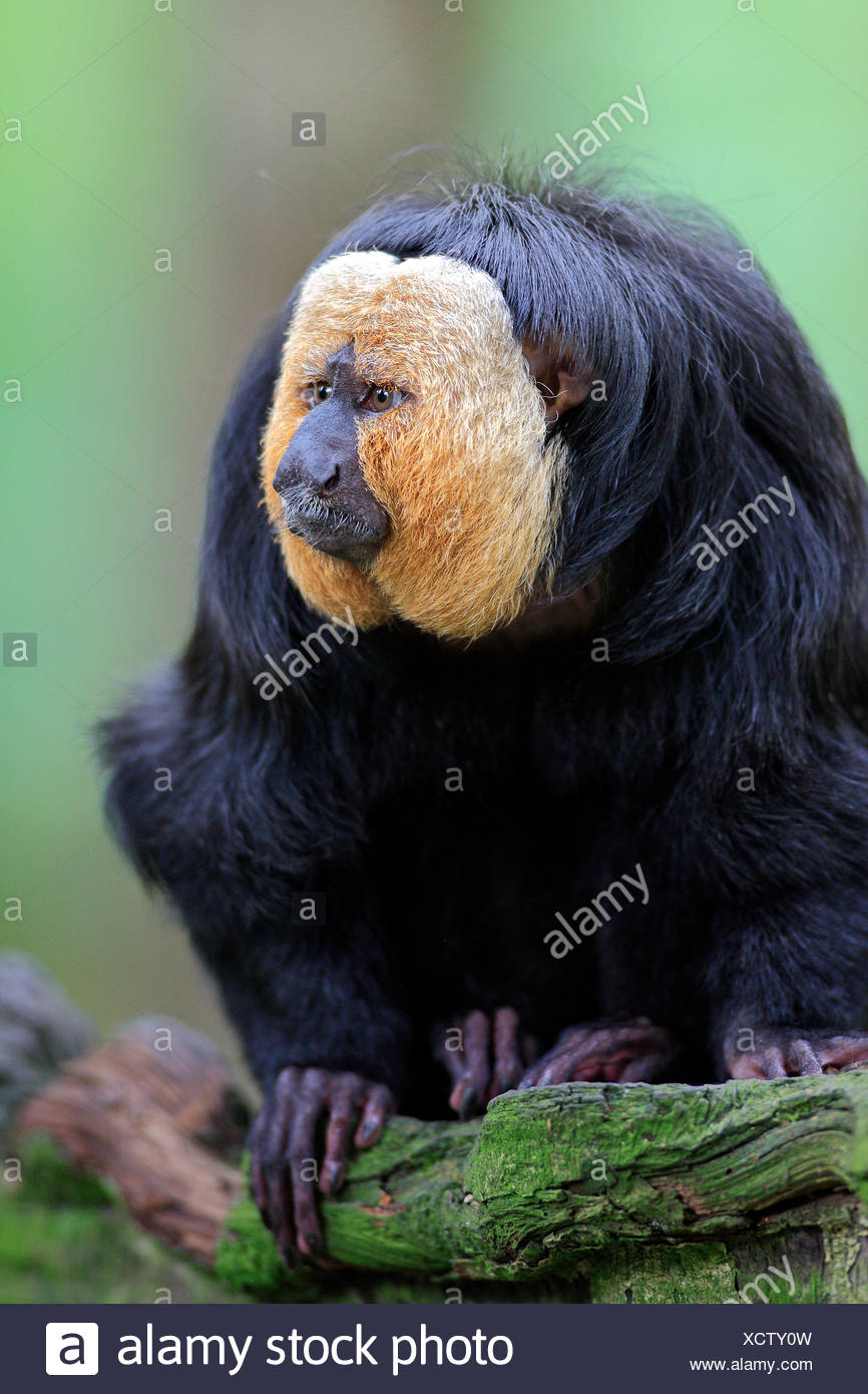 Neuweltaffen High Resolution Stock Photography And Images - Alamy