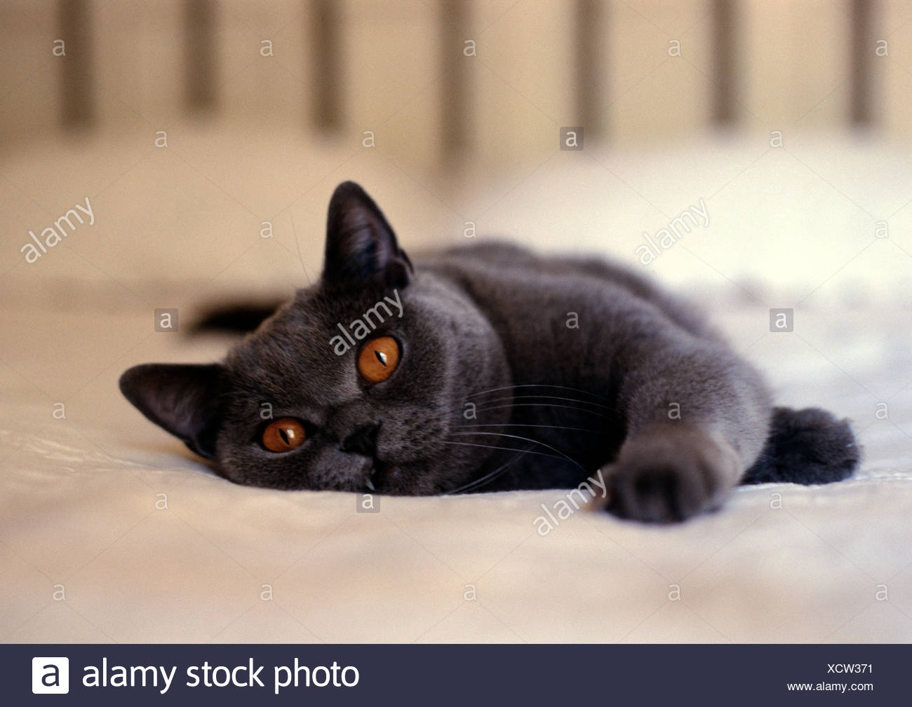gray orange cat
