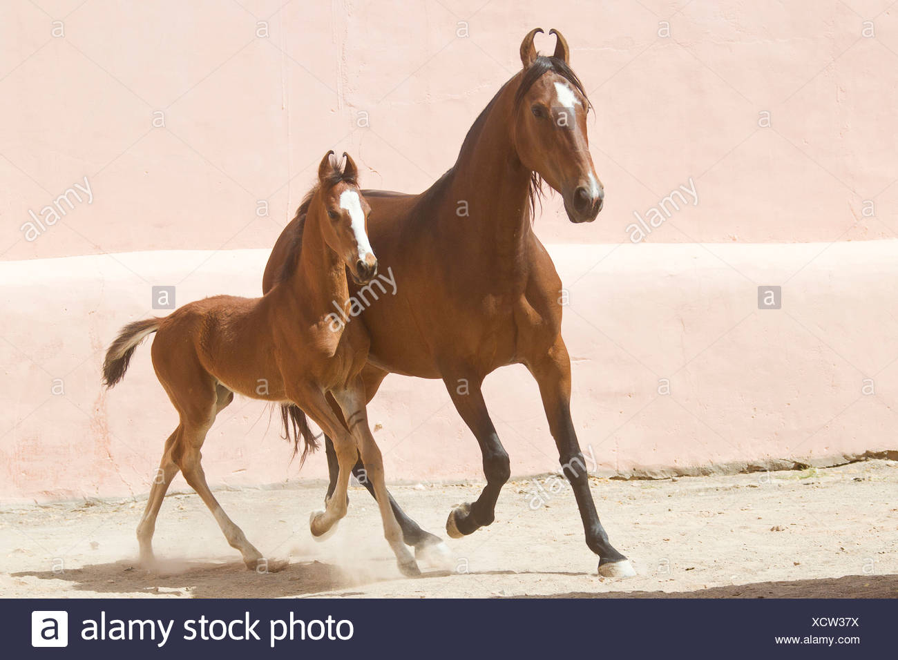 Horse Marwari foal pictures photos Horse Marwari foal pictures photo