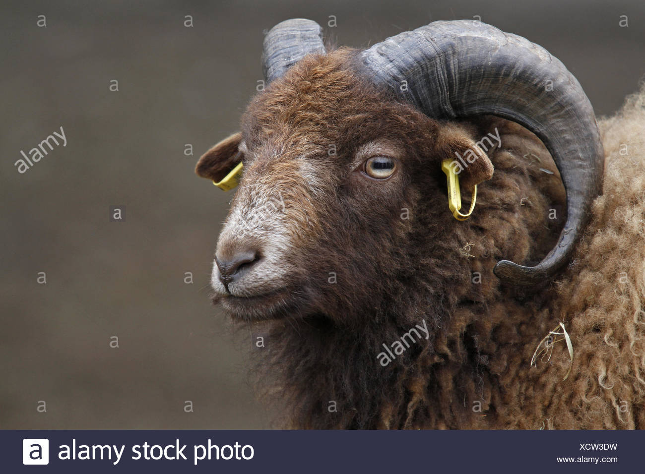 Bretonisches Zwergschaf High Resolution Stock Photography And Images Alamy