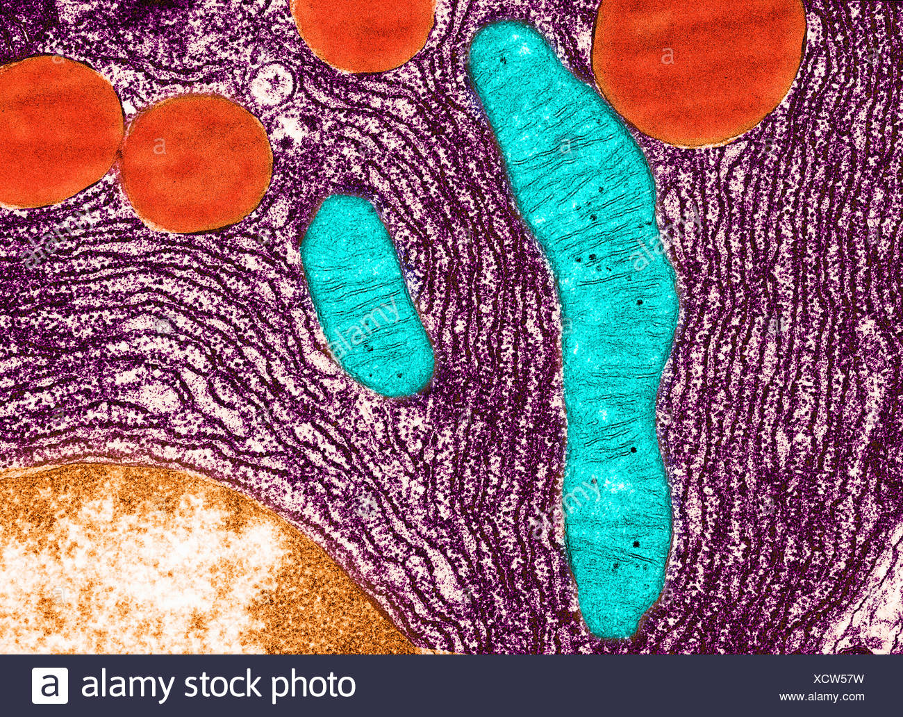 Animal Science High Resolution Stock Photography and Images - Alamy