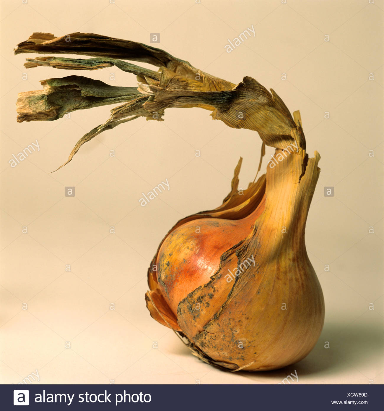 Onion Skin Stock Photos & Onion Skin Stock Images Alamy