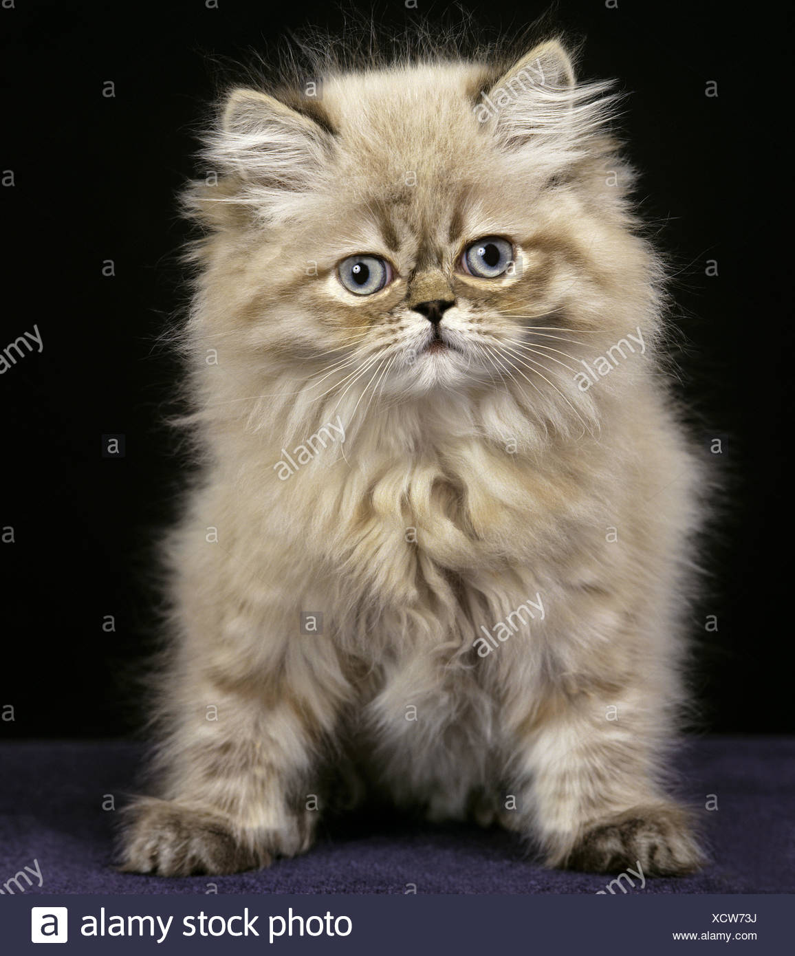 seal point persian kitten