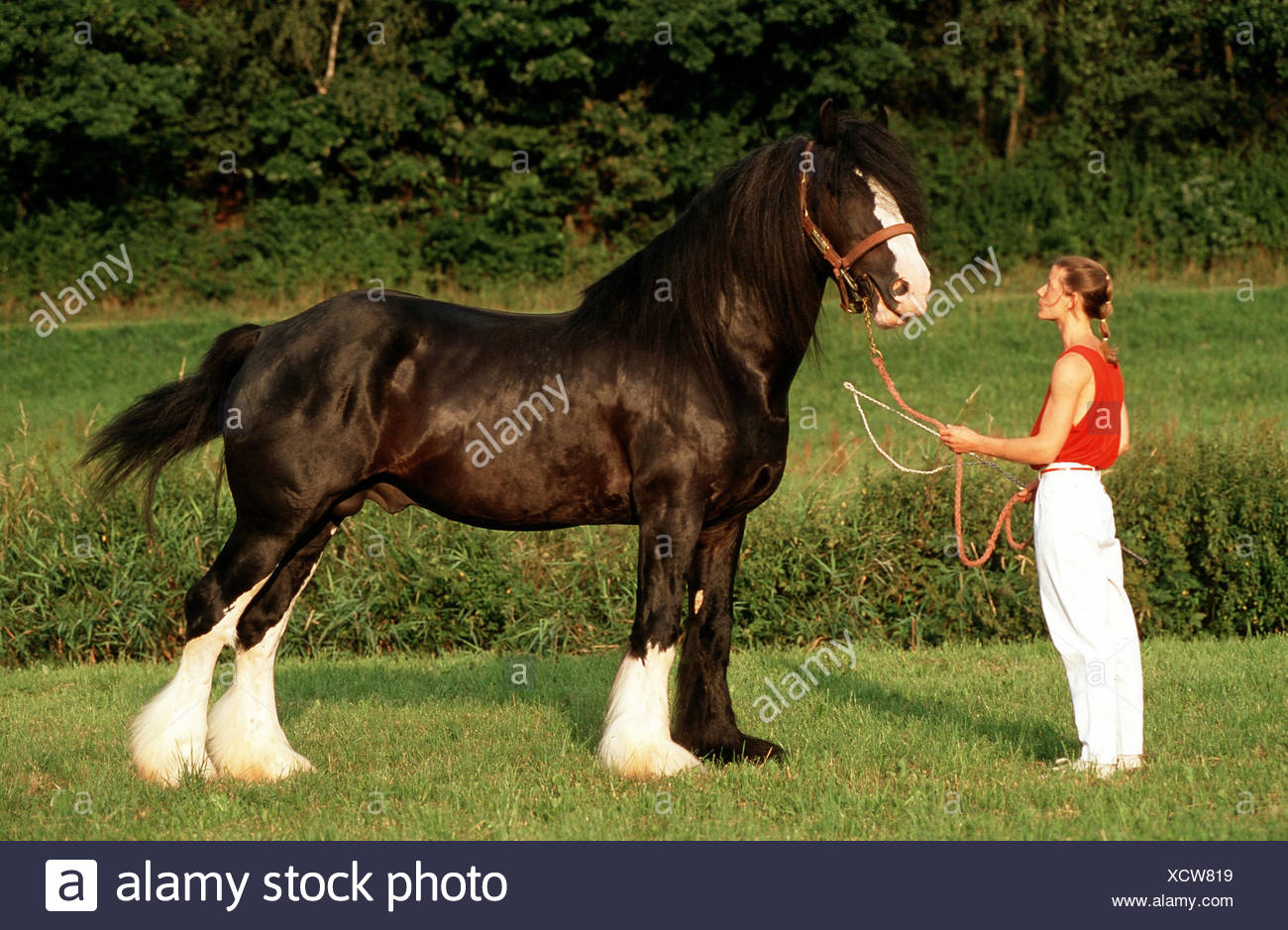 Proportions Shire Horse And Human Stock Photo Alamy