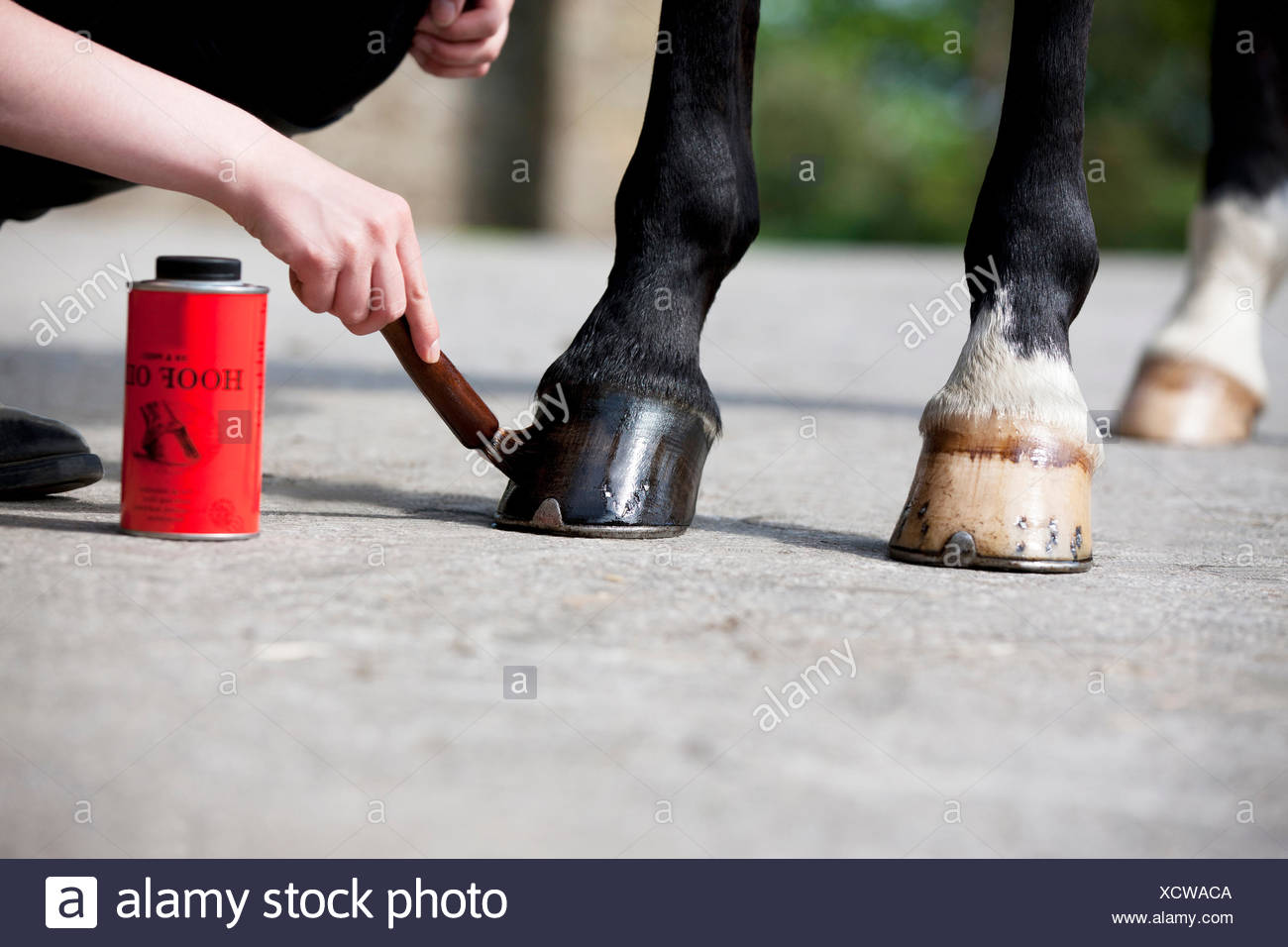 Oil Horse High Resolution Stock Photography and Images Alamy