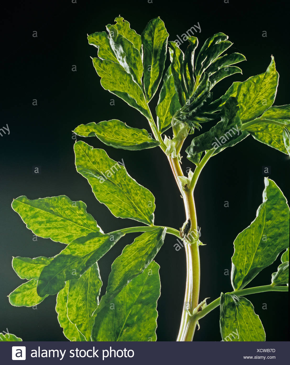 Pea Enation Mosaic Virus High Resolution Stock Photography and Images