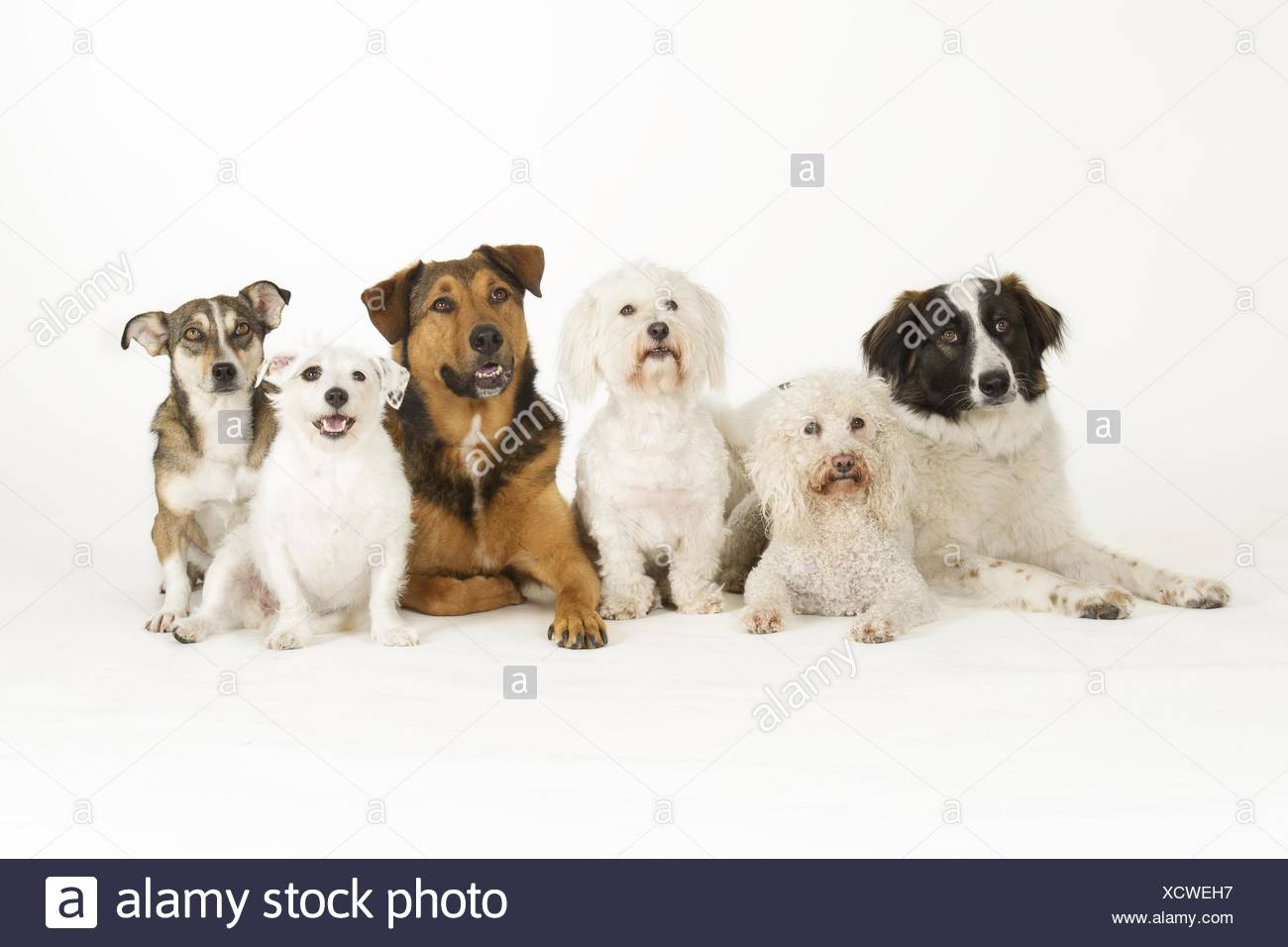 Long Haired Rottweiler Stock Photos Long Haired Rottweiler Stock