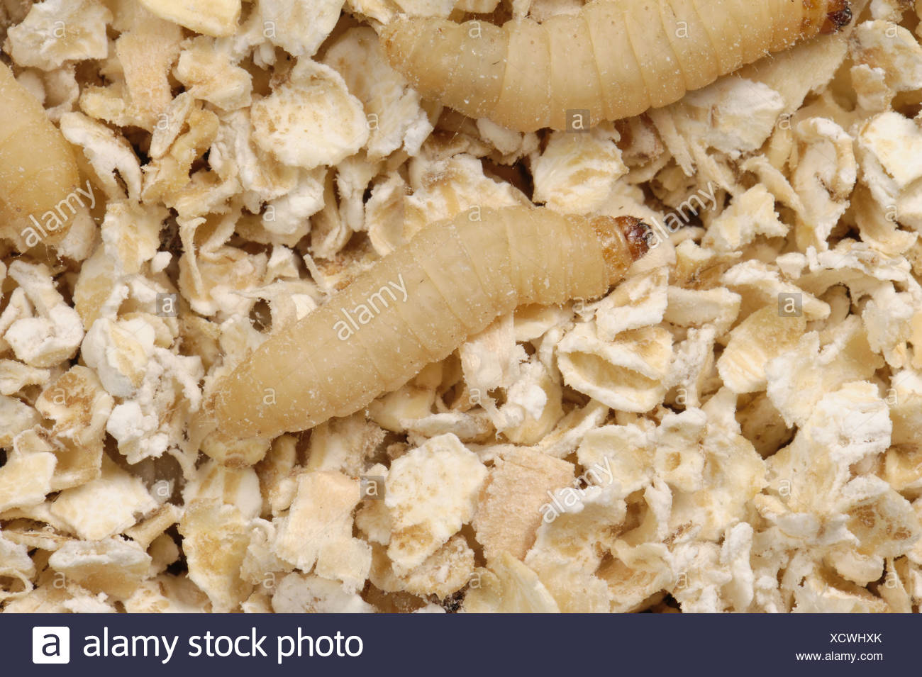 Wax Moth Larva High Resolution Stock Photography and Images Alamy