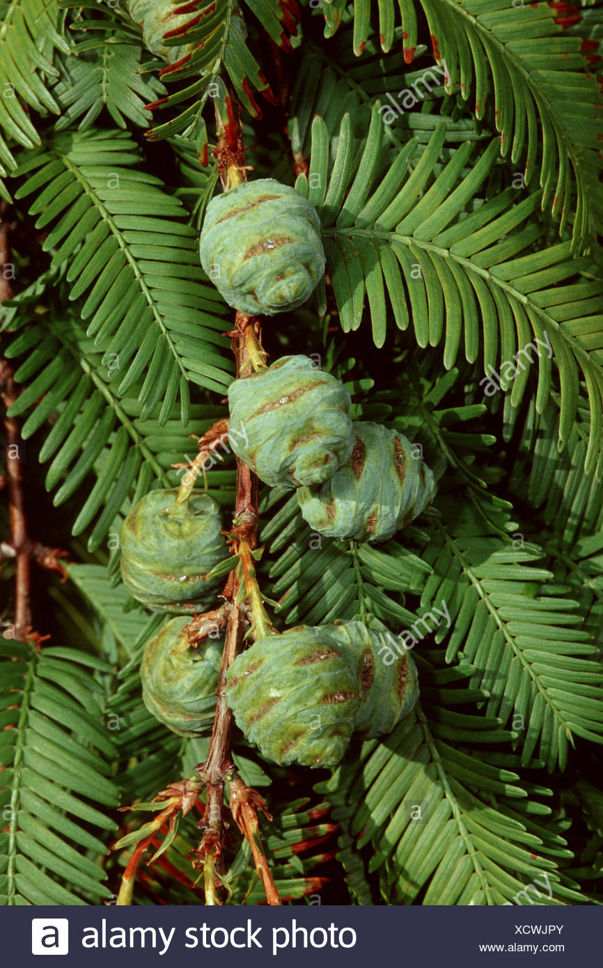 metasequoia glyptostroboides cone metasequoia glyptostroboides cone