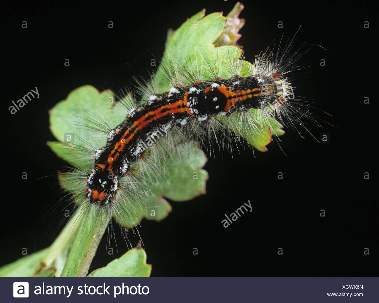 Caterpillar Nursery Stock Photos Caterpillar Nursery Stock Caterpillar Nursery Stock Photos Caterpillar Nursery Stock