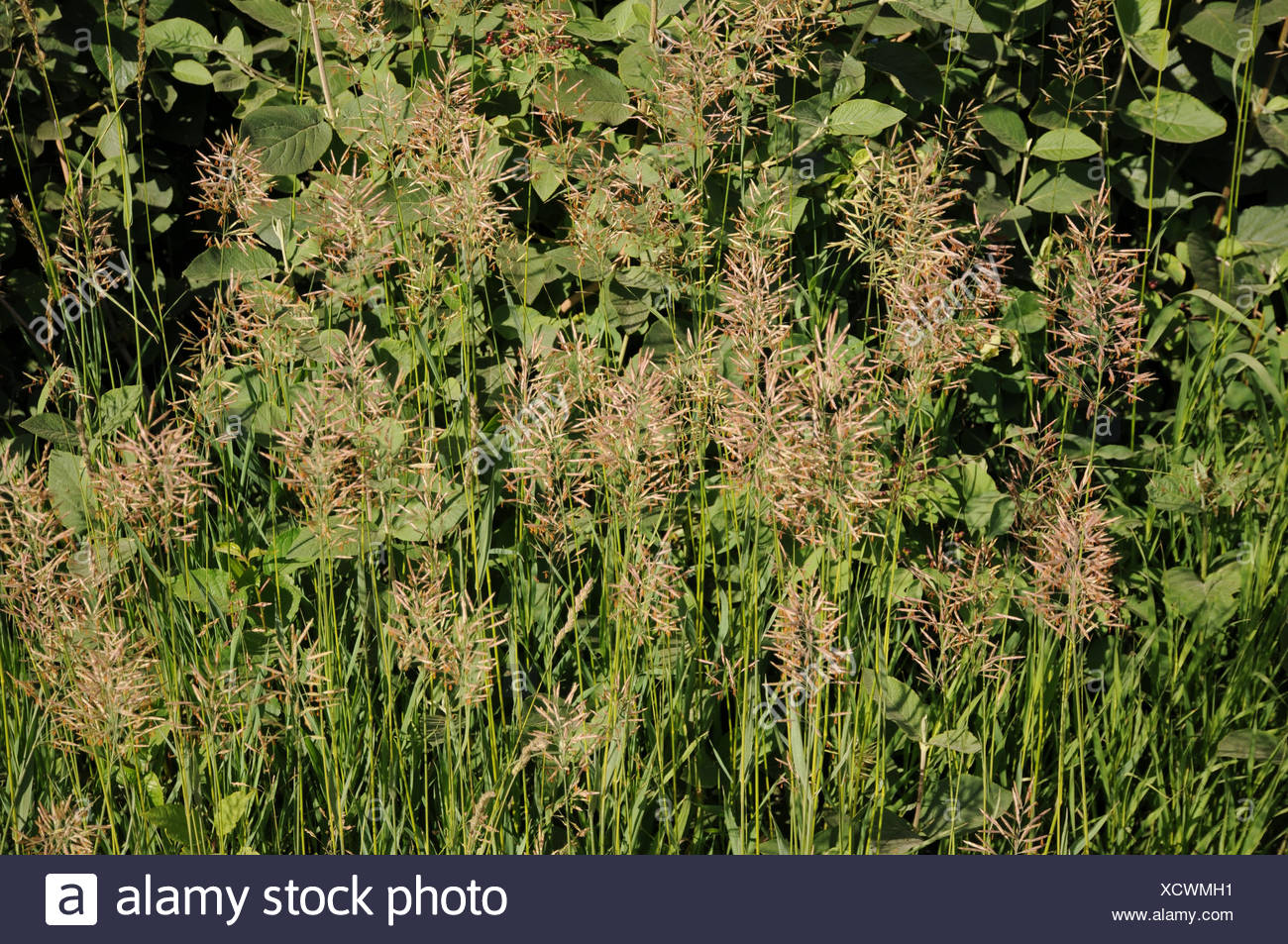 Brome Grass High Resolution Stock Photography and Images Alamy