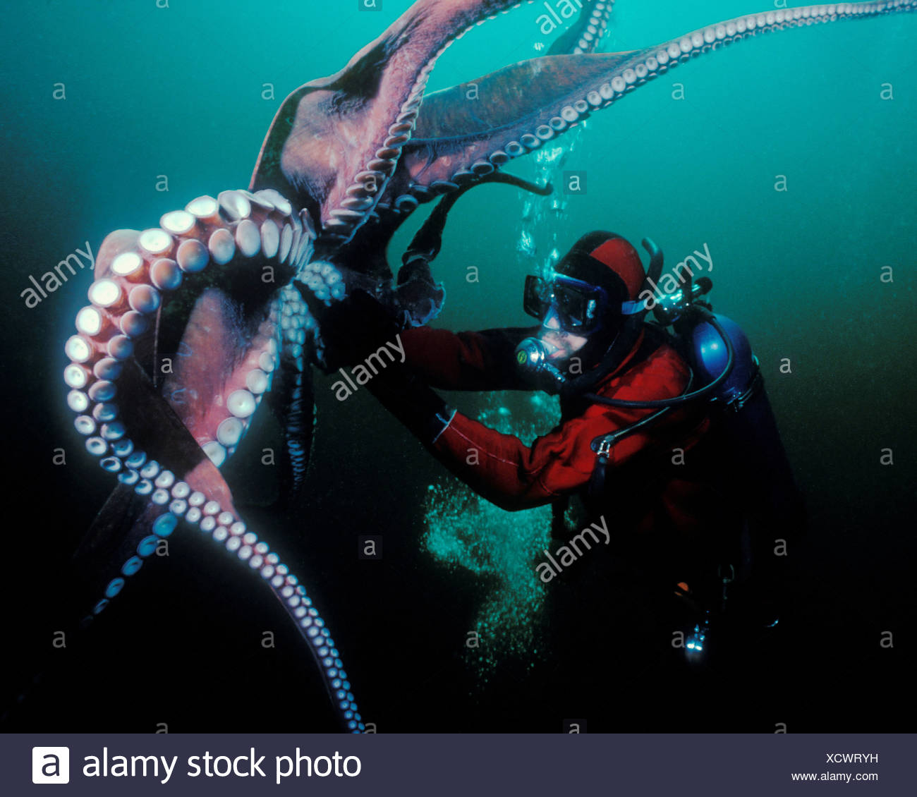 Giant Octopus Diver Stock Photos & Giant Octopus Diver Stock Images Alamy