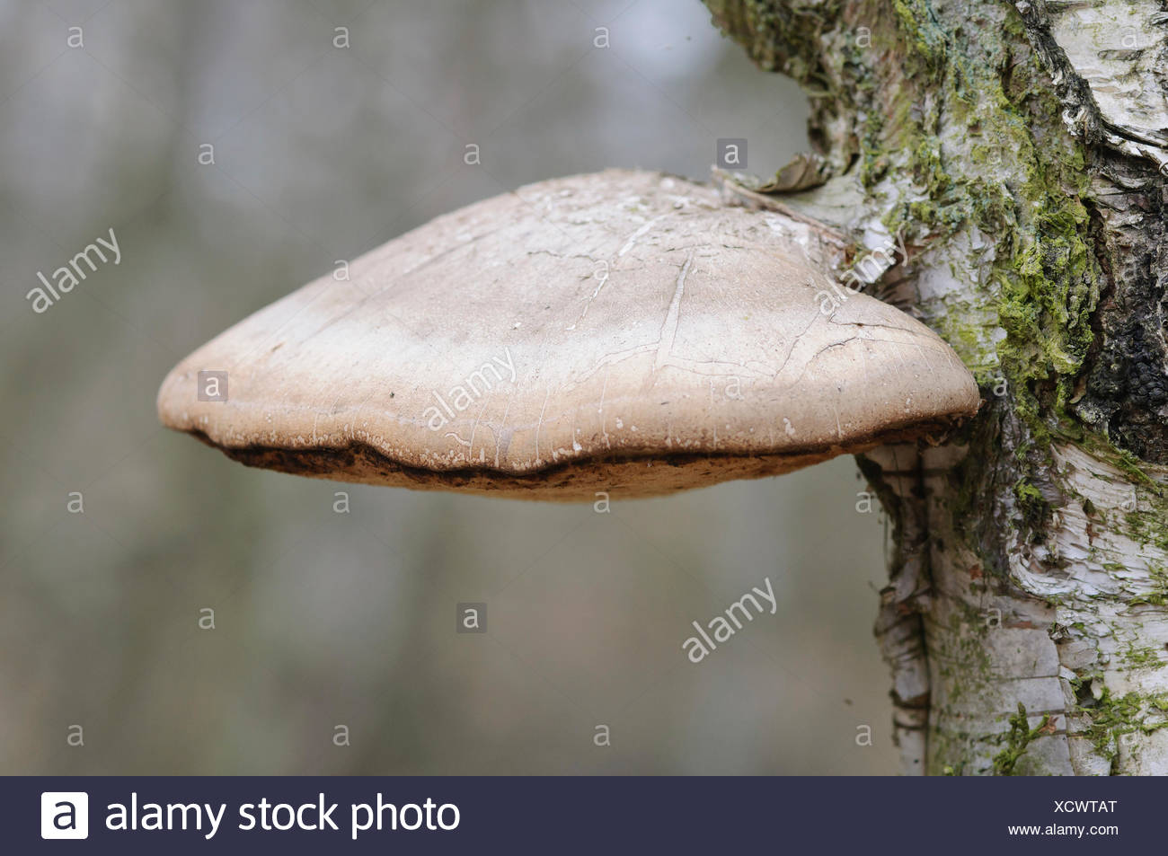 Razor Strop Fungus High Resolution Stock Photography and Images Alamy