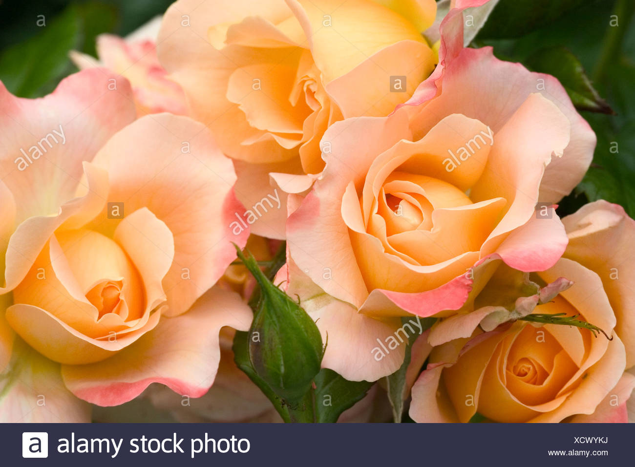Apricot Roses High Resolution Stock Photography and Images Alamy