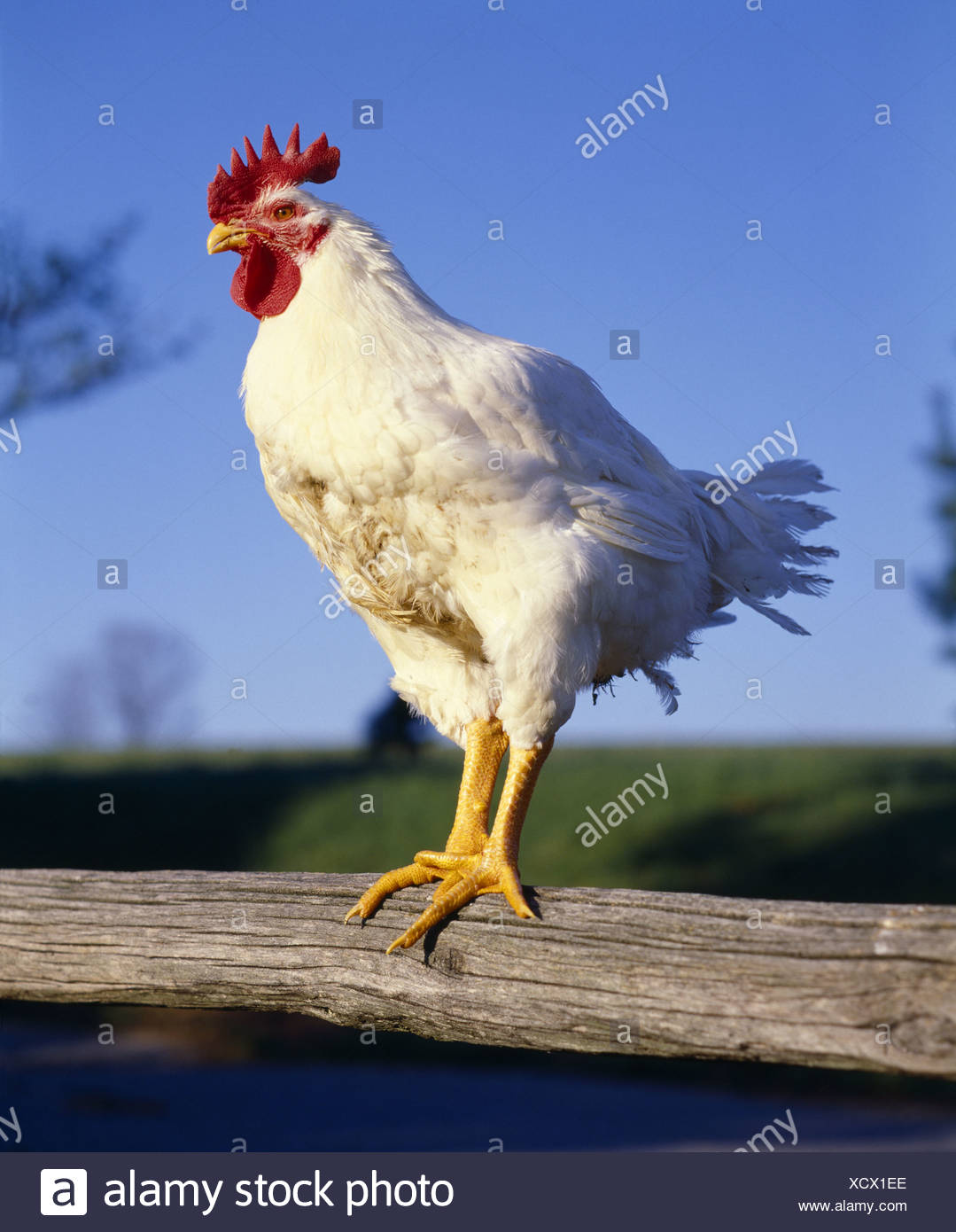 Hubbard Chicken High Resolution Stock Photography and Images Alamy