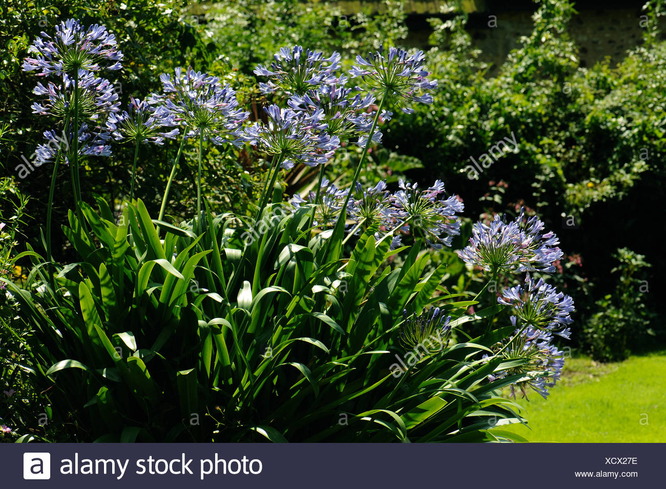 Blue Lily High Resolution Stock Photography and Images Alamy