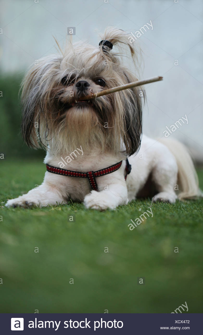 shih tzu companion dog