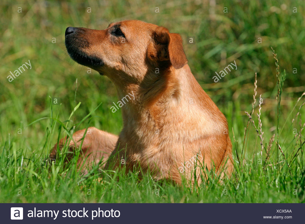 Osterreichischer Pinscher Austrian Short Haired Pinscher Stock