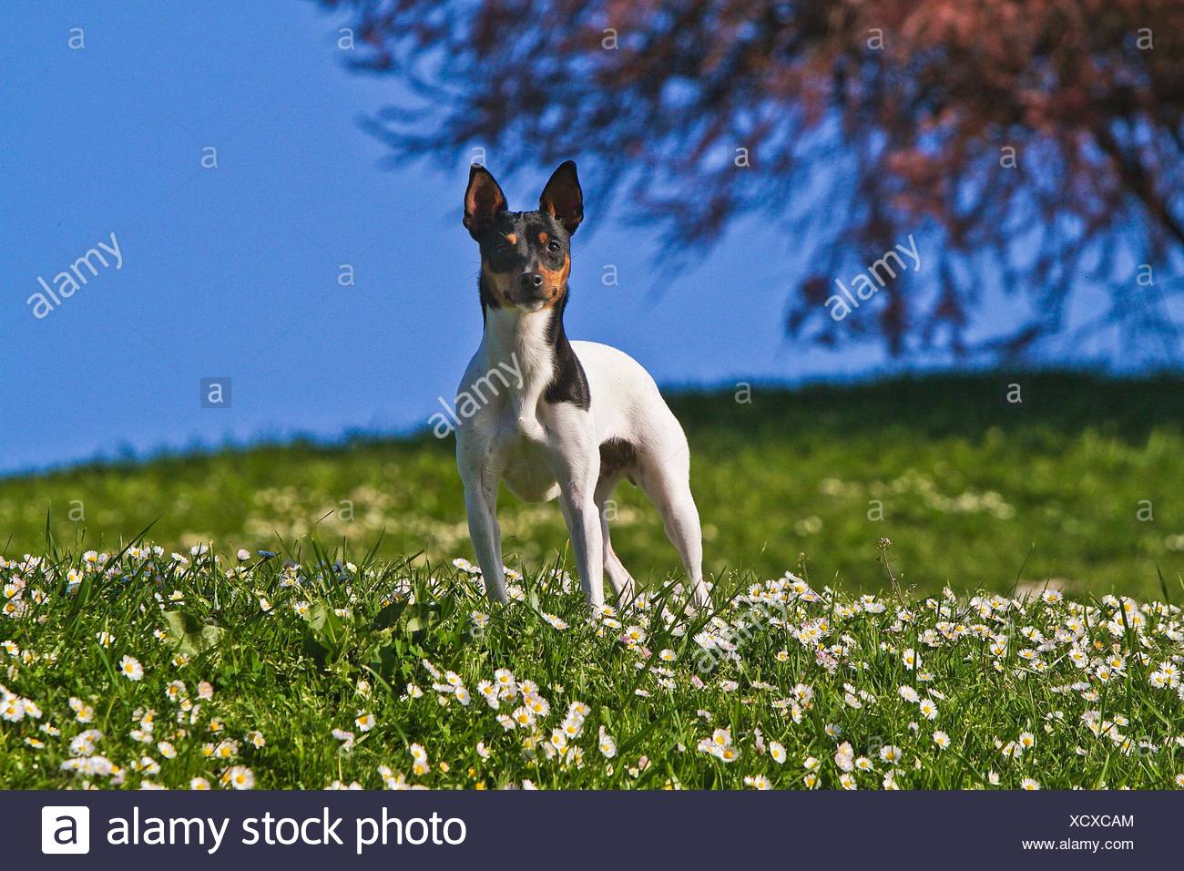 Ratonero Bodeguero Andaluz Dog Stock Photo Alamy