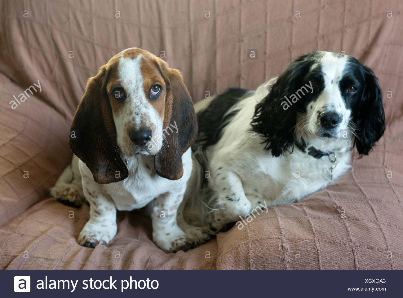 basset hound cross spaniel