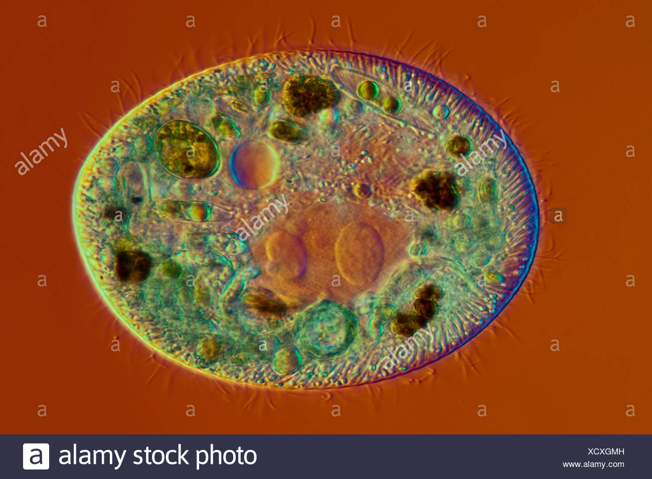 Ciliate Protozoans High Resolution Stock Photography and Images - Alamy