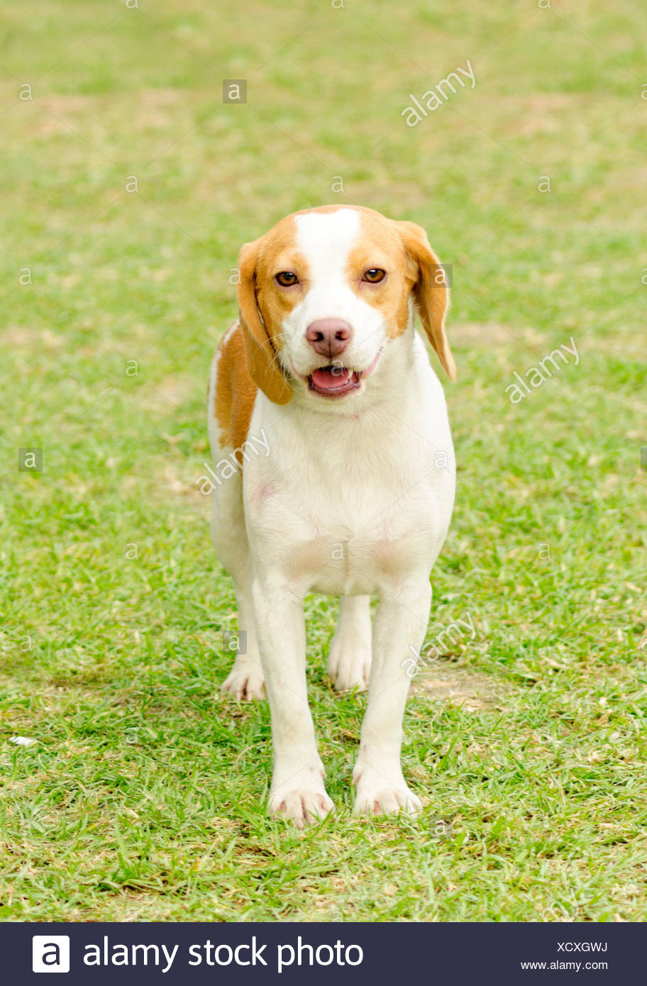 A Young Beautiful White And Orange Istrian Shorthaired Hound