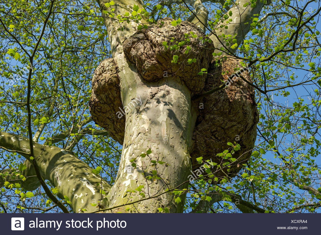 Abnormal Tree Growth Stock Photos & Abnormal Tree Growth Stock Images ...