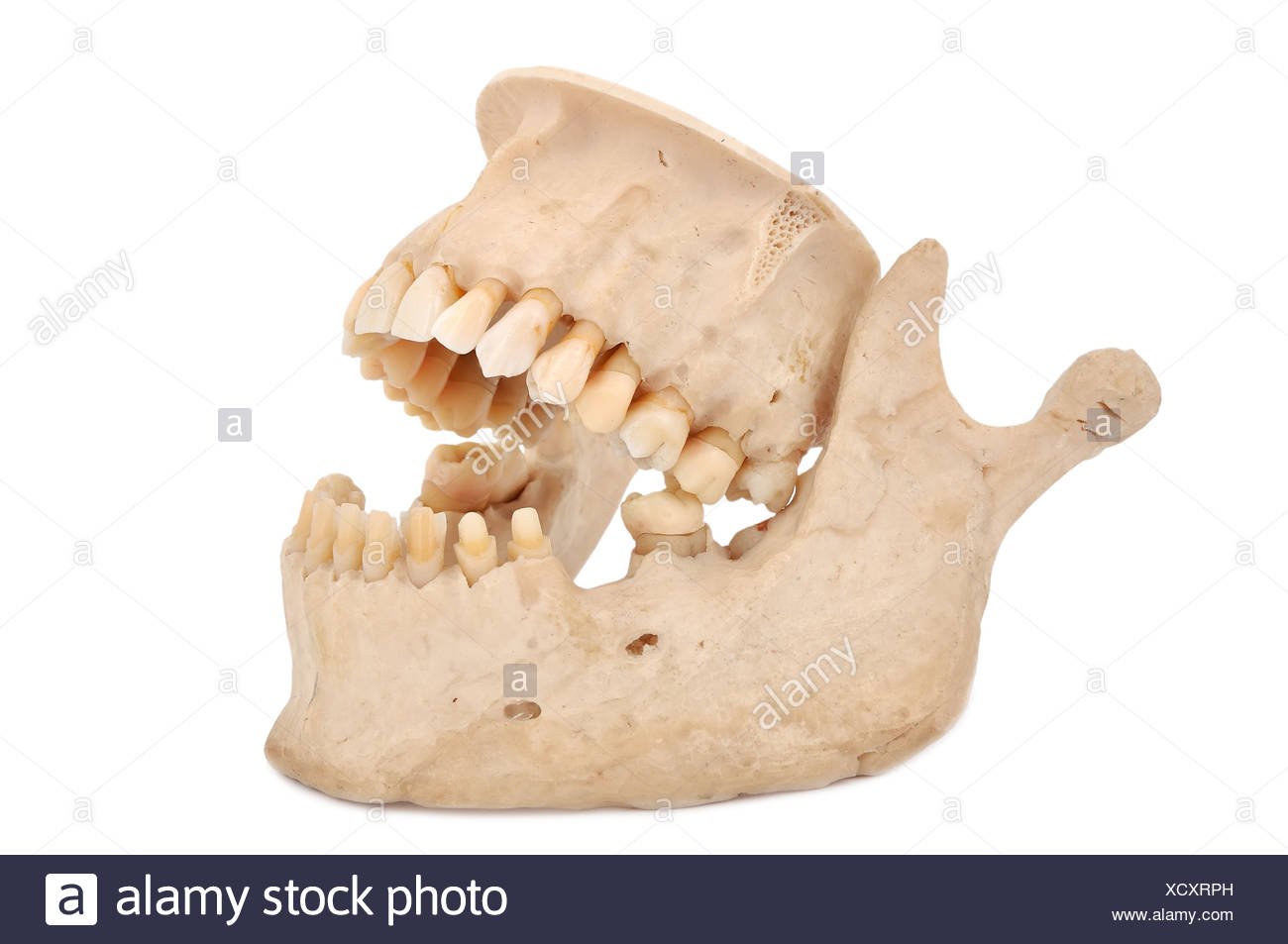 Human Jaw Stock Photos & Human Jaw Stock Images Biology Diagrams