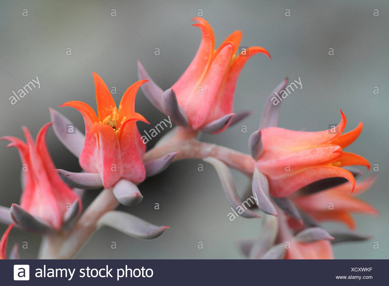 Echeveria Runyonii High Resolution Stock Photography And Images Alamy