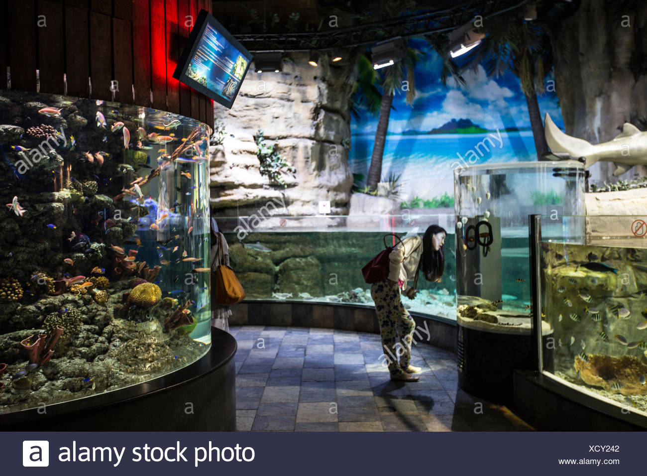 A Tourist Taking A Tour Inside The Aquarium Of The Dubai Mall