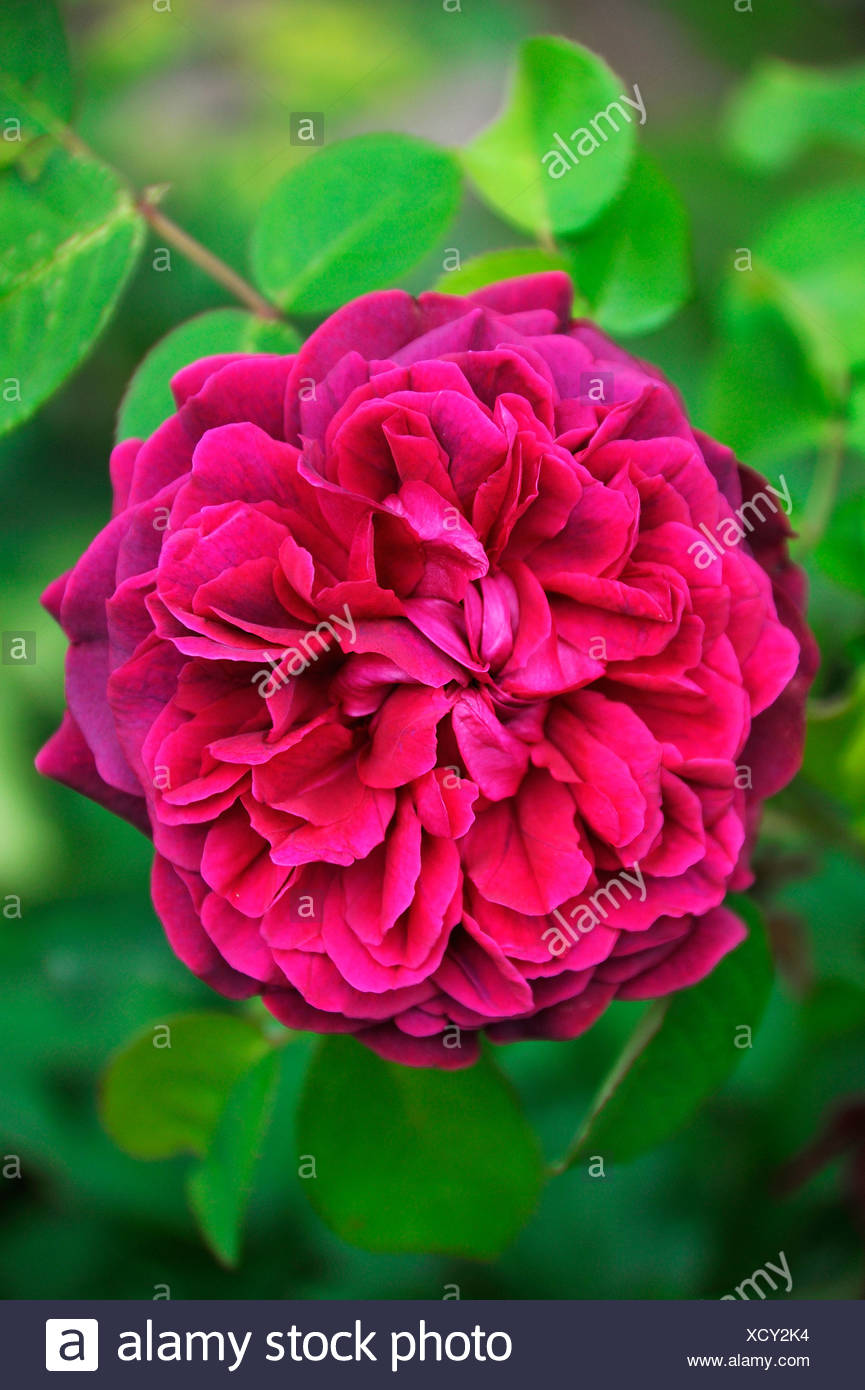 Damask Rose High Resolution Stock Photography and Images Alamy