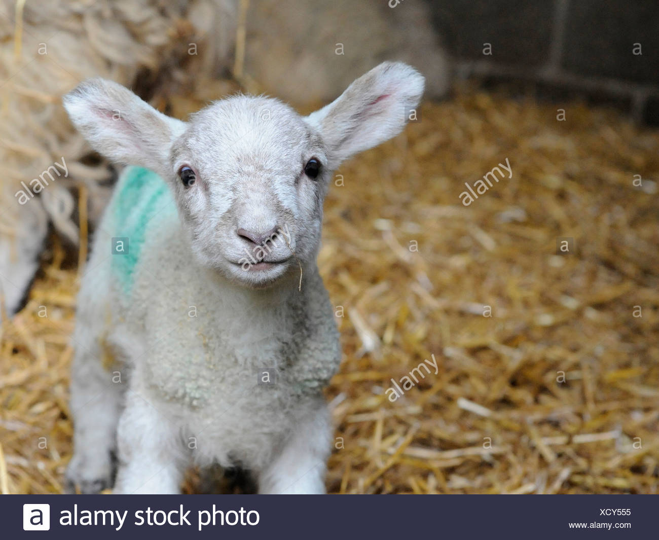 Baby White Lamb High Resolution Stock Photography and Images Alamy