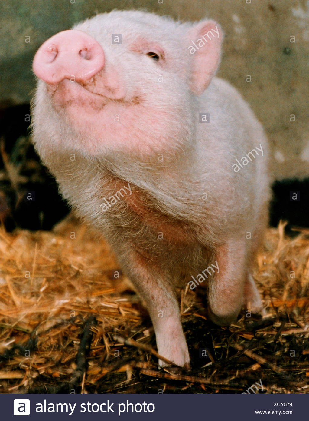 Pig Litter Stock Photos & Pig Litter Stock Images Alamy