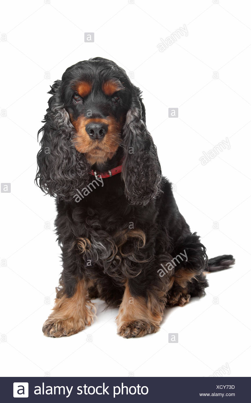 cocker-spaniel-black-white-stock-photos-cocker-spaniel-black-white