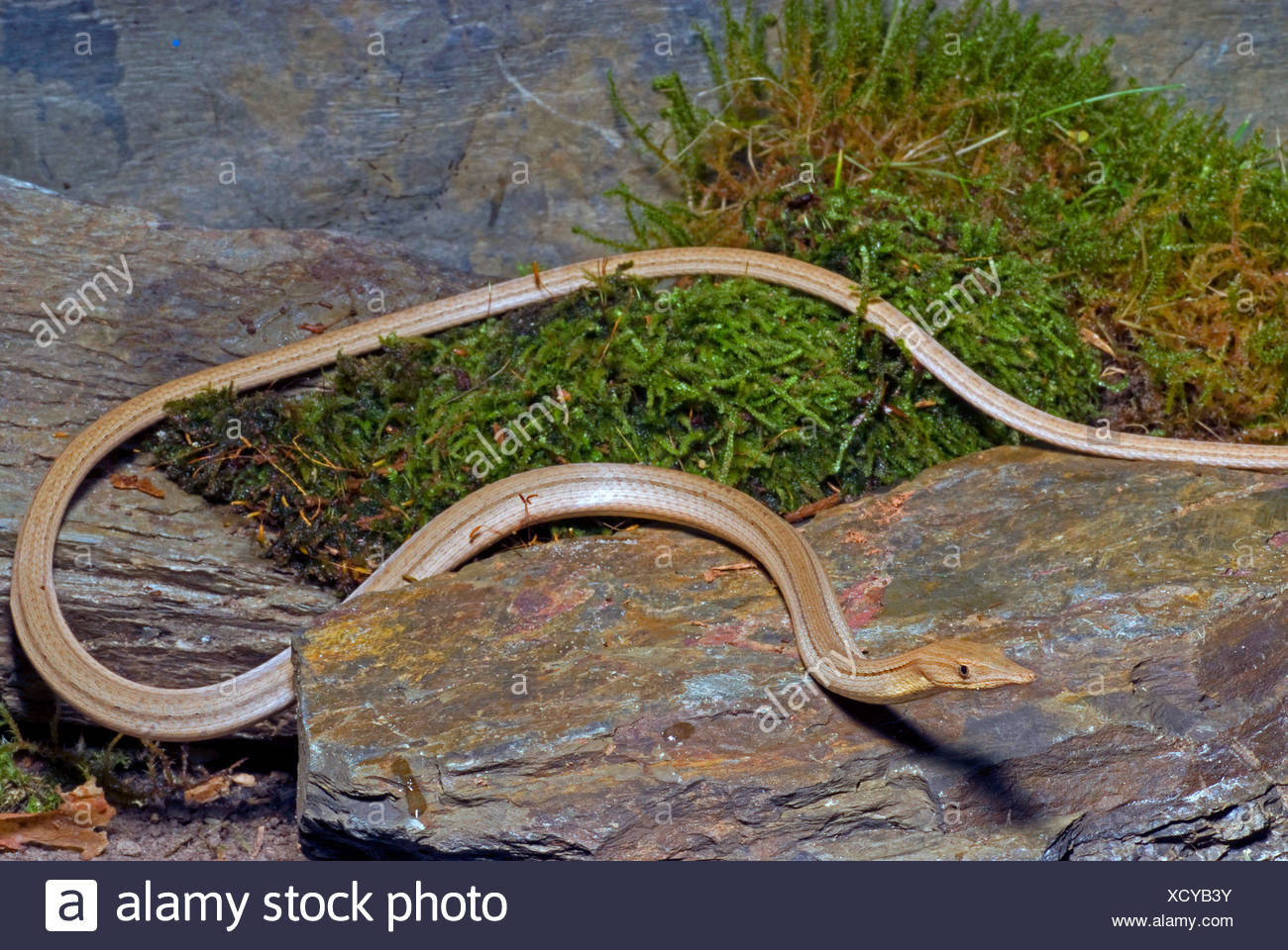 Animals Without Legs High Resolution Stock Photography and Images Alamy