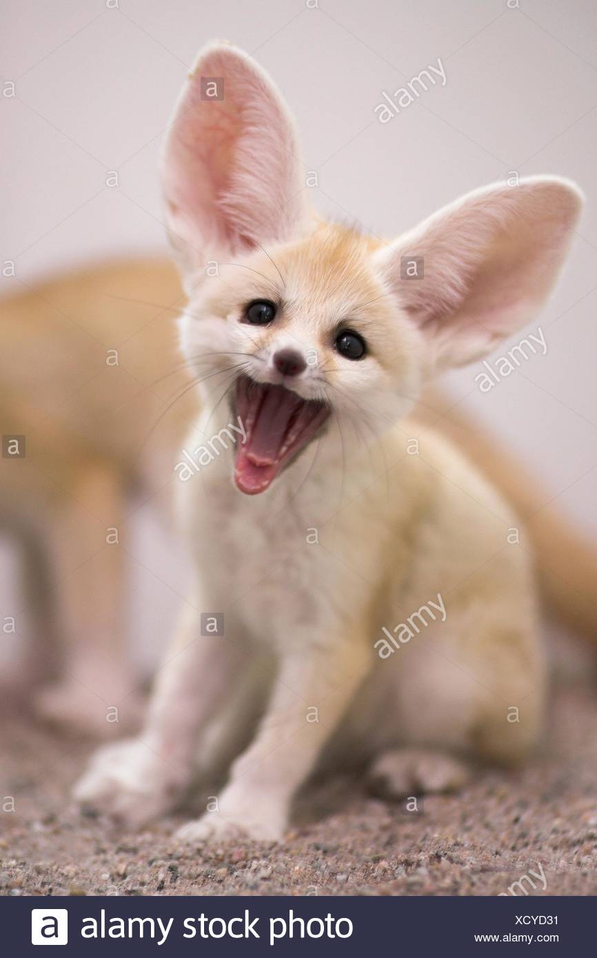 Fennec Stock Photo Alamy Fennec Stock Photo Alamy