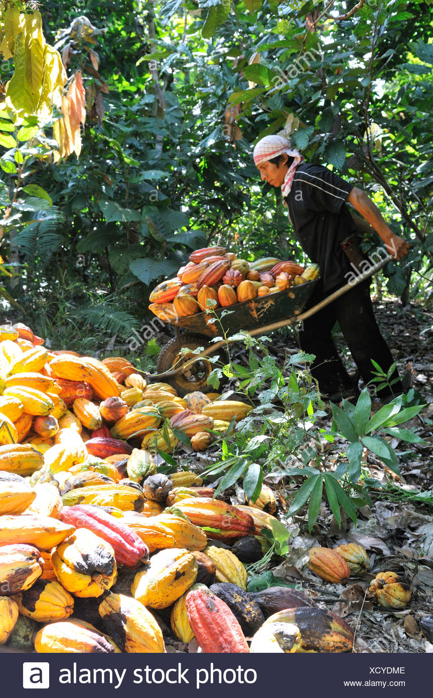 Cocoa Harvesting Stock Photos & Cocoa Harvesting Stock Images Alamy