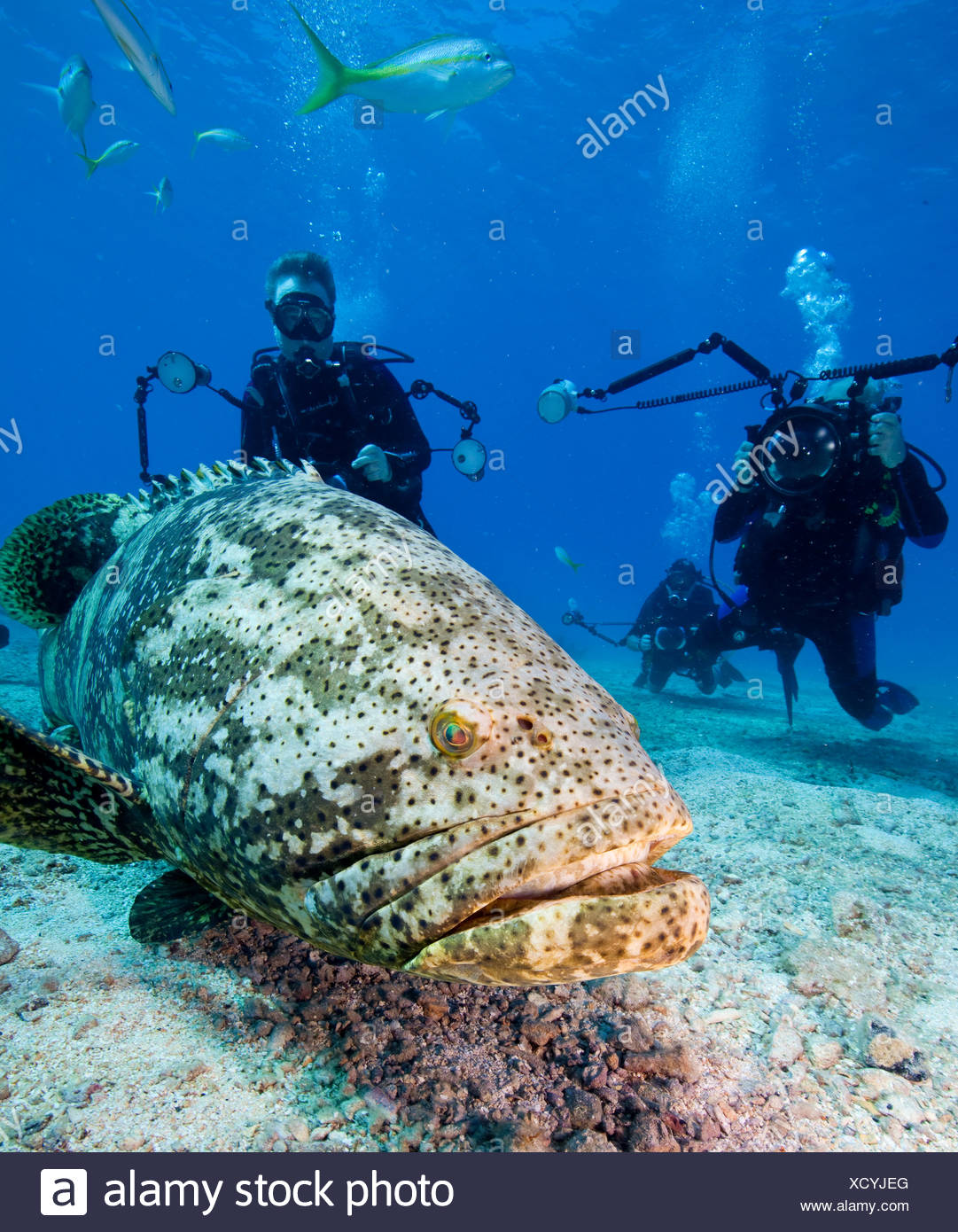 Epinephelus Itajara Actinopterygii High Resolution Stock Photography ...