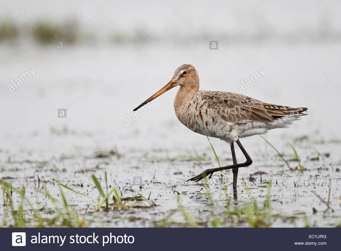 Uferschnepfe Vogel Vgel Waders Watt Wattenmeer Nahrungssuche Texel Stock Photo Alamy