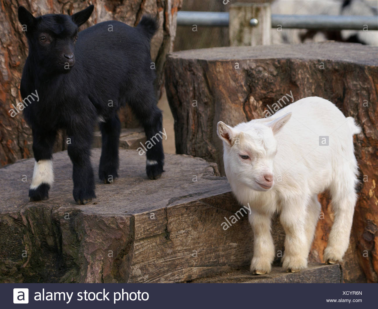 Black And White Goats High Resolution Stock Photography and Images - Alamy