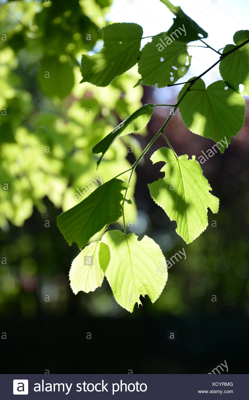 Lindenblatt Stock Photos & Lindenblatt Stock Images - Alamy