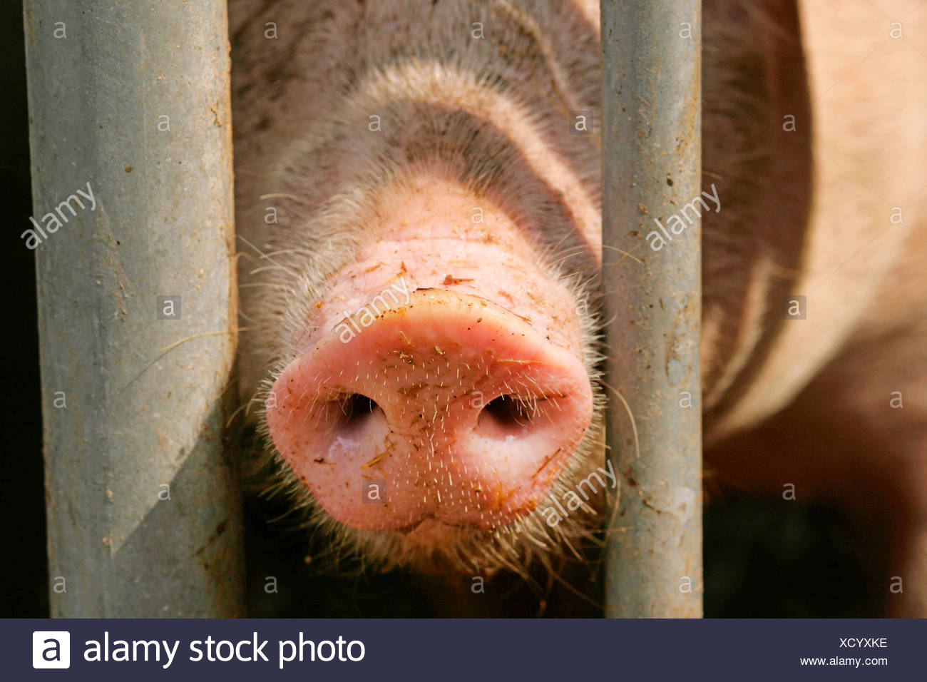 Pig Nose Stock Photos & Pig Nose Stock Images Alamy
