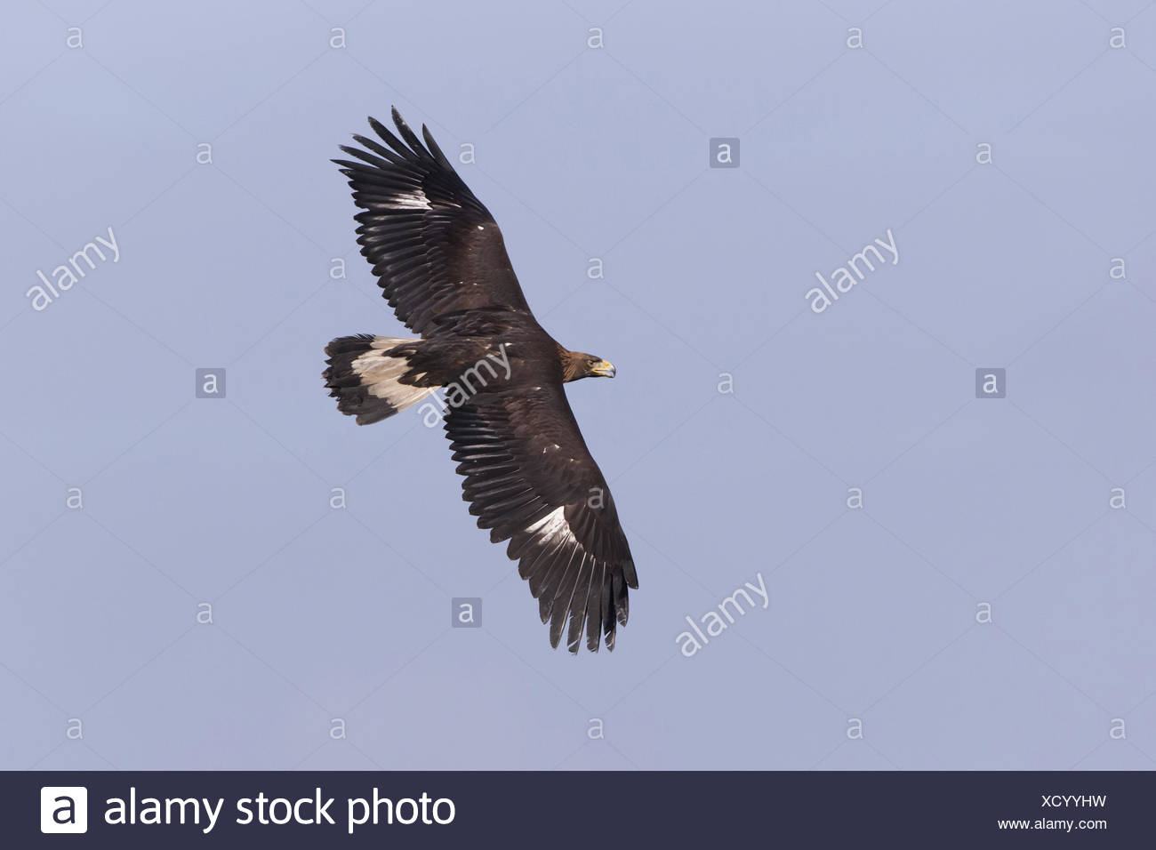 Golden Eagle Aquila Chrysaetos Juvenile In Flight