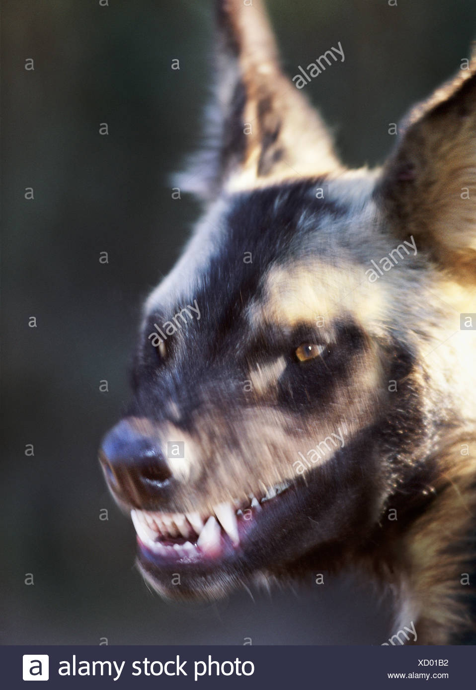 Snarling Dog High Resolution Stock Photography And Images Alamy