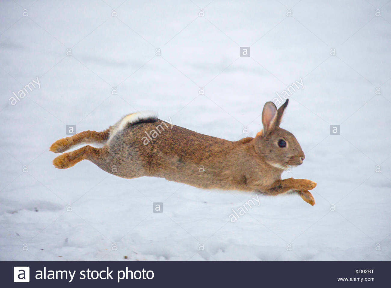 Rabbit Jumping High Resolution Stock Photography and Images Alamy