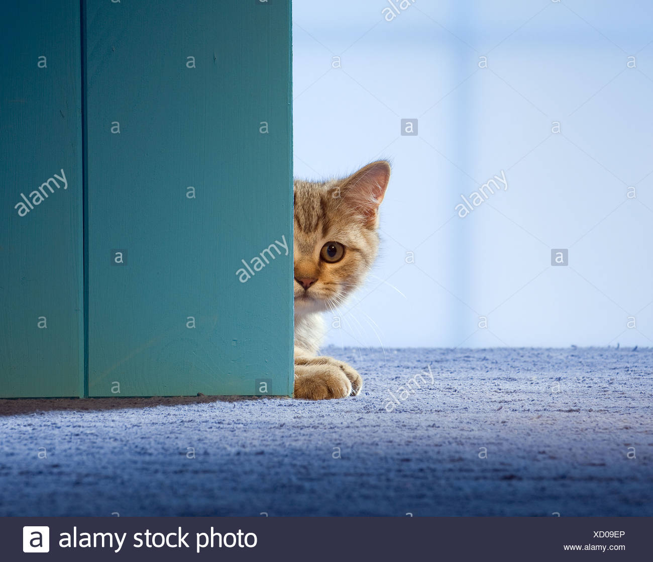 British Shorthair Cat Kitten Lying Behind Door Stock Photo
