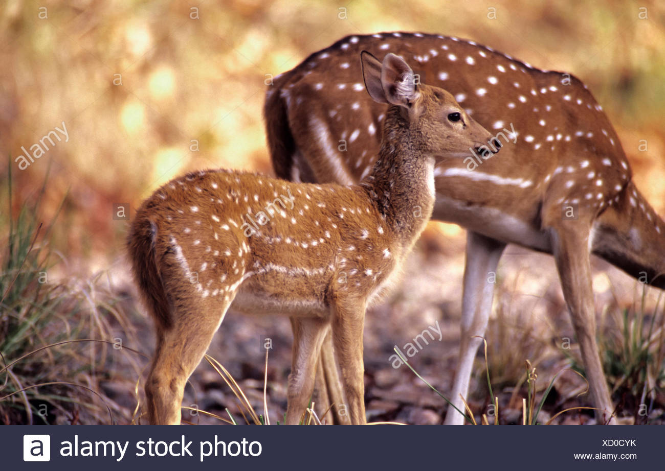 young one of deer