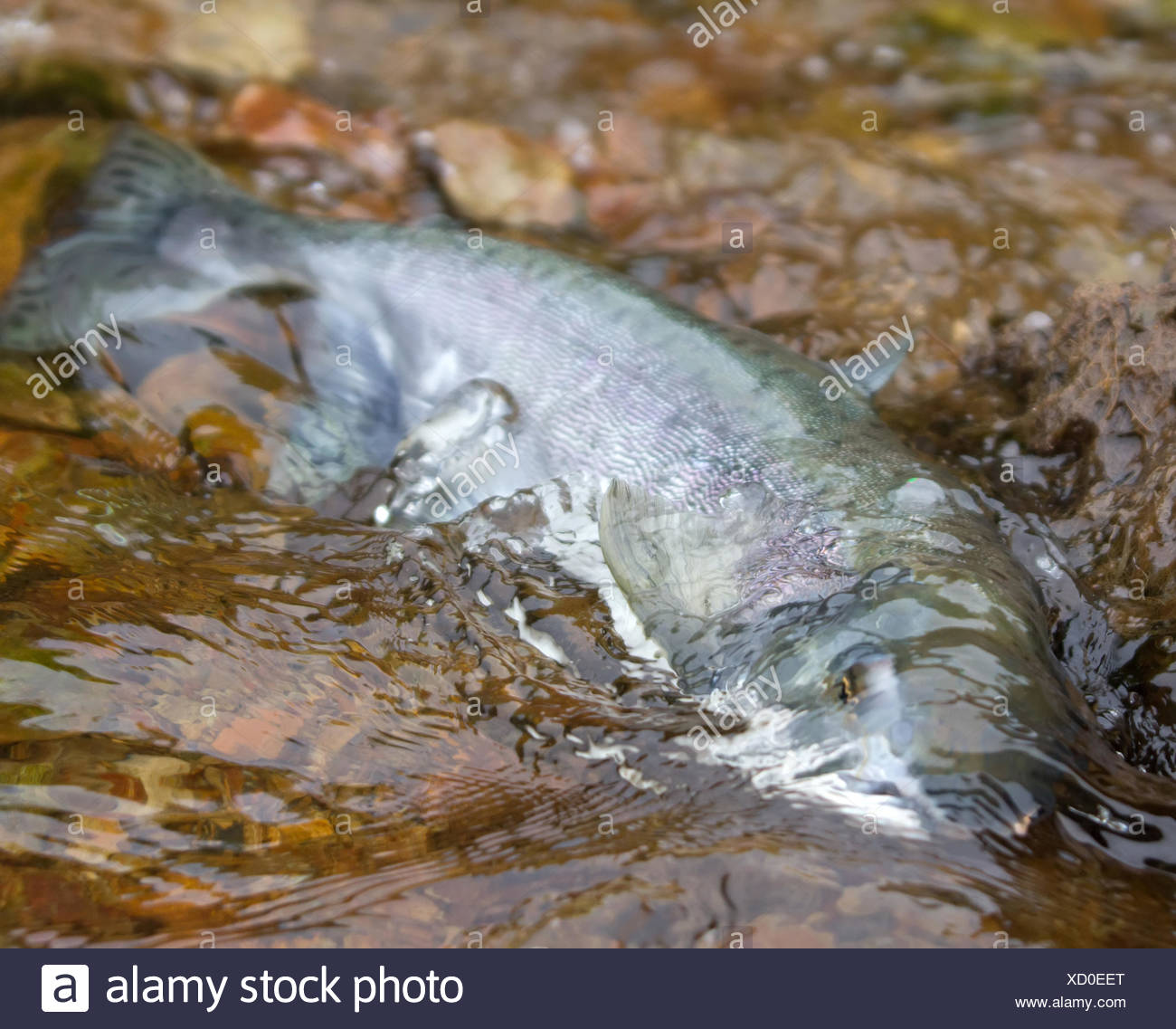 Coho Salmon Spawning High Resolution Stock Photography and Images Alamy